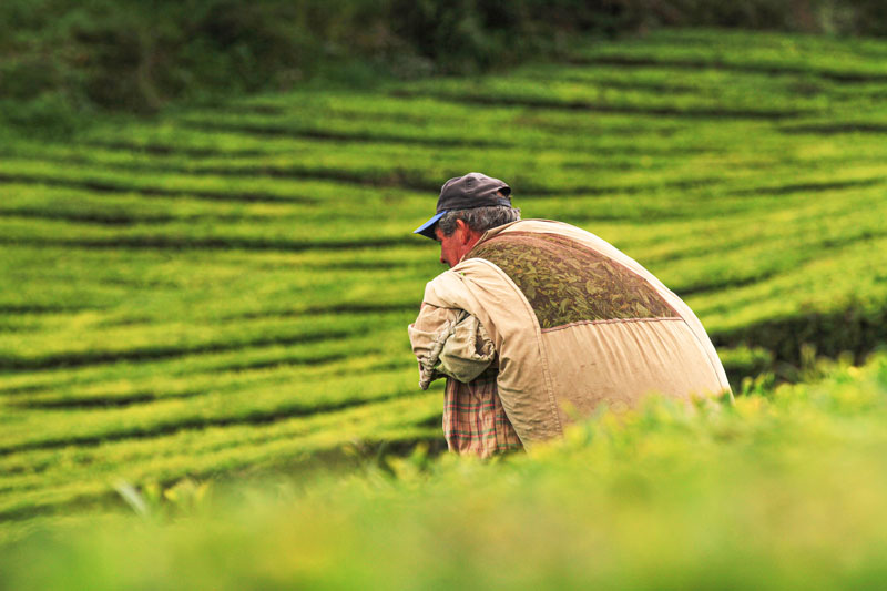 Plantação de Chá Gorreana Tea Plantation